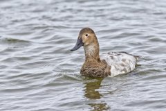 Canvasback, Aythya valisineria