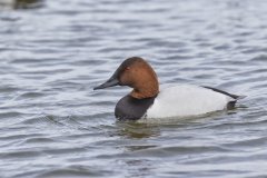 Canvasback, Aythya valisineria