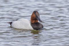 Canvasback, Aythya valisineria