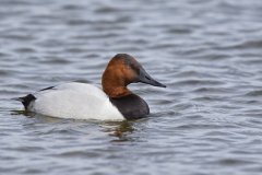 Canvasback, Aythya valisineria