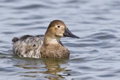 Canvasback, Aythya valisineria