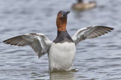 Canvasback, Aythya valisineria