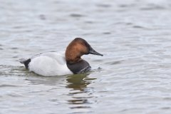 Canvasback, Aythya valisineria