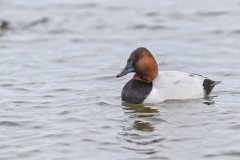 Canvasback, Aythya valisineria