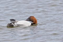 Canvasback, Aythya valisineria