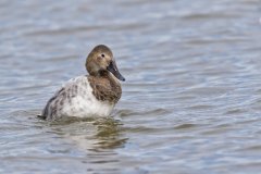 Canvasback, Aythya valisineria