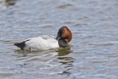 Canvasback, Aythya valisineria