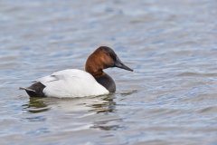 Canvasback, Aythya valisineria