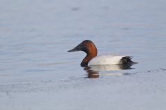 Canvasback, Aythya valisineria