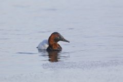 Canvasback, Aythya valisineria