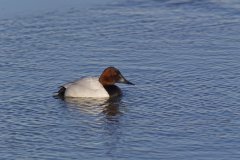 Canvasback, Aythya valisineria