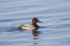 Canvasback, Aythya valisineria