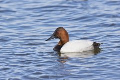 Canvasback, Aythya valisineria