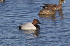 Canvasback, Aythya valisineria