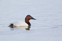 Canvasback, Aythya valisineria