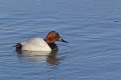 Canvasback, Aythya valisineria