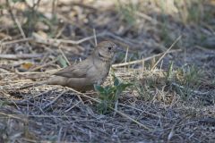 Canyon Towhee, Melozone fusca