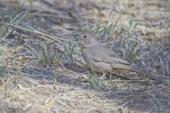 Canyon Towhee, Melozone fusca