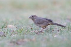 Canyon Towhee, Melozone fusca