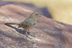 Canyon Towhee, Melozone fusca