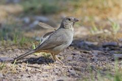 Canyon Towhee, Melozone fusca