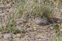 Canyon Towhee, Melozone fusca