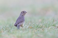 Canyon Towhee, Melozone fusca