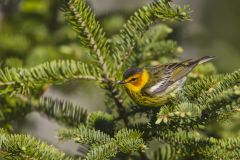 Cape May Warbler, Setophaga tigrina