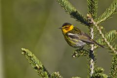 Cape May Warbler, Setophaga tigrina