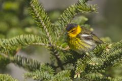 Cape May Warbler, Setophaga tigrina