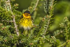 Cape May Warbler, Setophaga tigrina