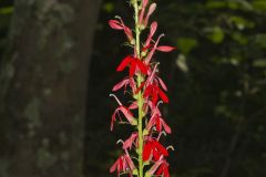 Cardinal Flower, Lobelia cardinalis