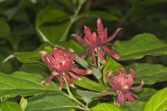 Carolina Allspice, Calycanthus floridus