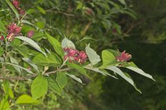 Carolina Allspice, Calycanthus floridus