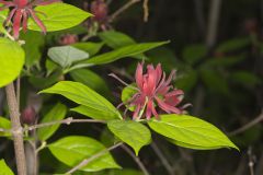 Carolina Allspice, Calycanthus floridus