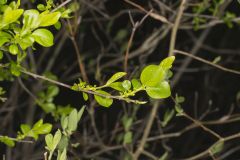 Carolina Buckthorn, Rhamnus caroliniana