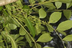 Carolina Buckthorn, Rhamnus caroliniana