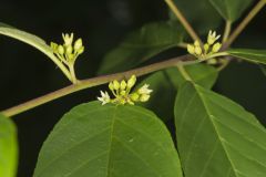 Carolina Buckthorn, Rhamnus caroliniana