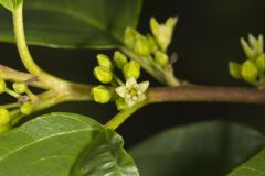 Carolina Buckthorn, Rhamnus caroliniana