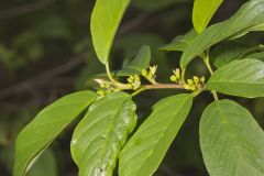 Carolina Buckthorn, Rhamnus caroliniana