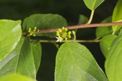 Carolina Buckthorn, Rhamnus caroliniana