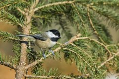 Carolina Chickadee, Poecile carolinensis