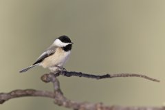 Carolina Chickadee, Poecile carolinensis