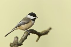 Carolina Chickadee, Poecile carolinensis