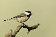 Carolina Chickadee, Poecile carolinensis