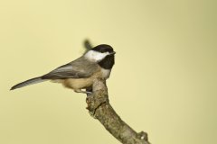 Carolina Chickadee, Poecile carolinensis