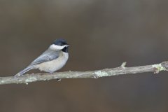 Carolina Chickadee, Poecile carolinensis