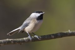 Carolina Chickadee, Poecile carolinensis