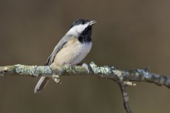 Carolina Chickadee, Poecile carolinensis