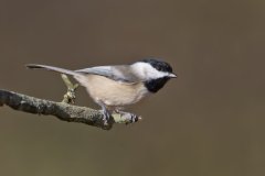 Carolina Chickadee, Poecile carolinensis